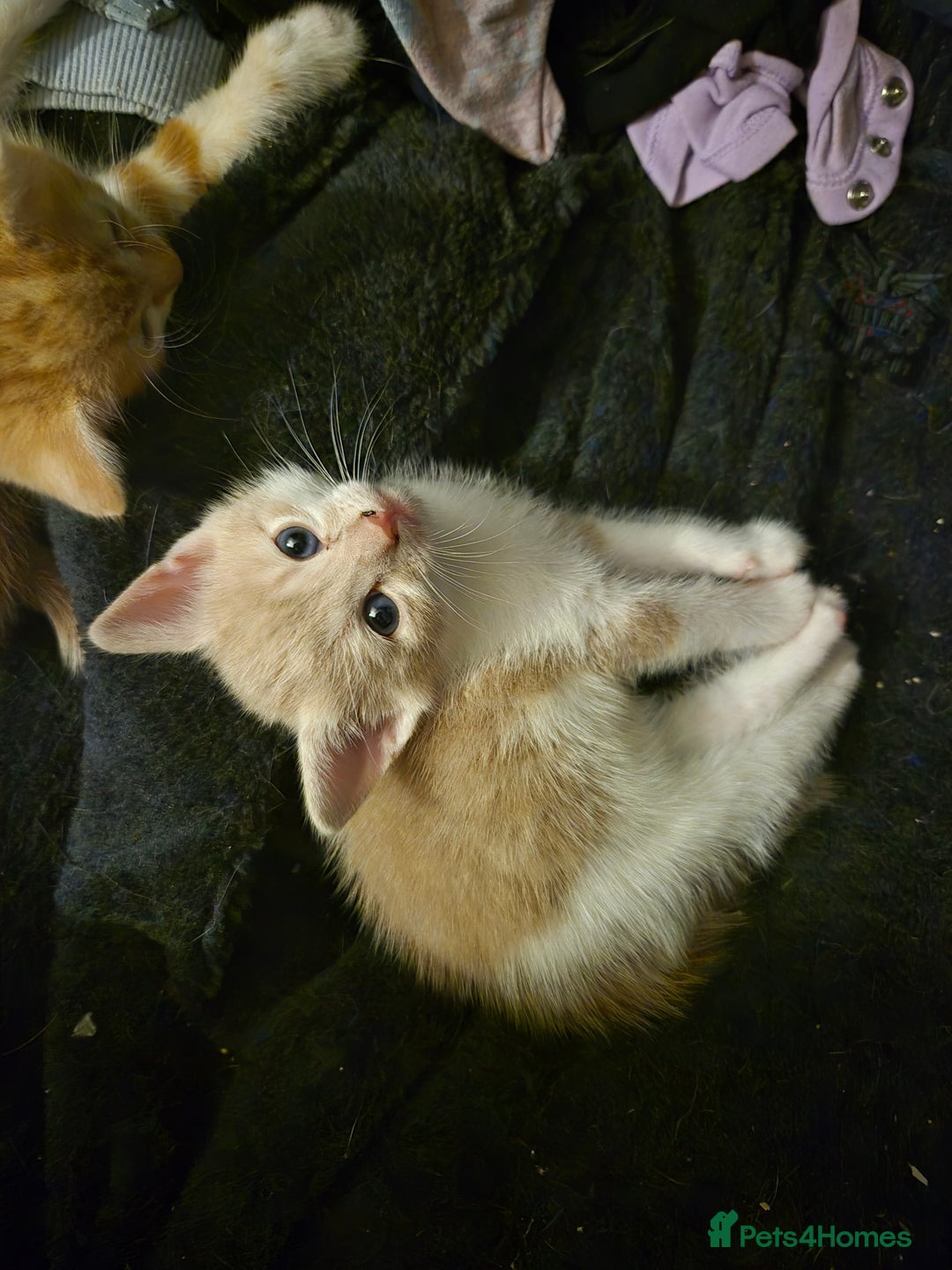 Mixed Breed cats for sale: Kittens looking for forever homes - Image 7
