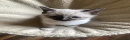 Mixed Breed cats for sale: Two Kittens For Sale - Advert 4