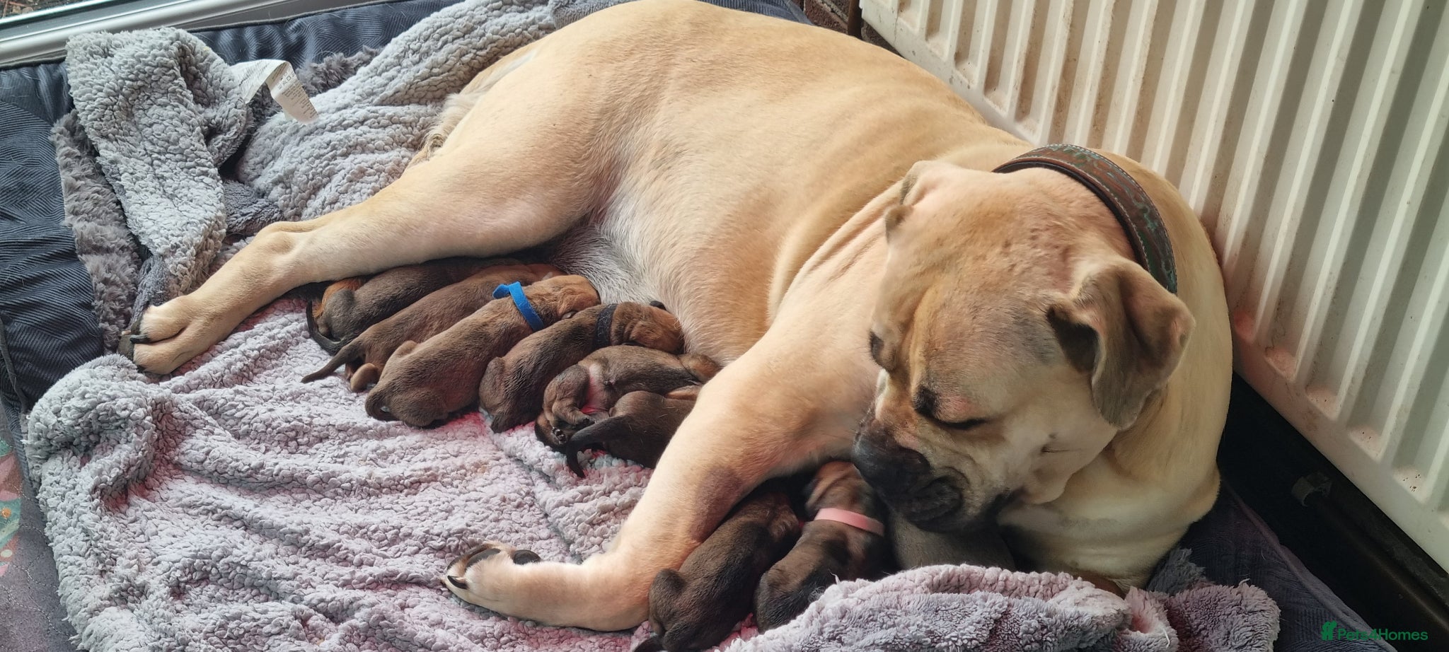 Boerboel dogs South African Boerboels  - Advert 2