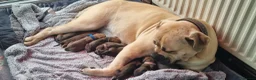 Boerboel dogs for sale: South African Boerboels  - Advert 2