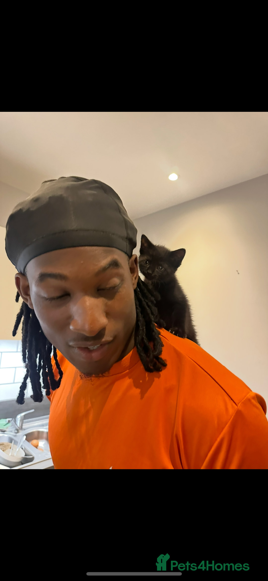 Bombay cats for sale: male cat 1 year old Bombay cross - Image 6