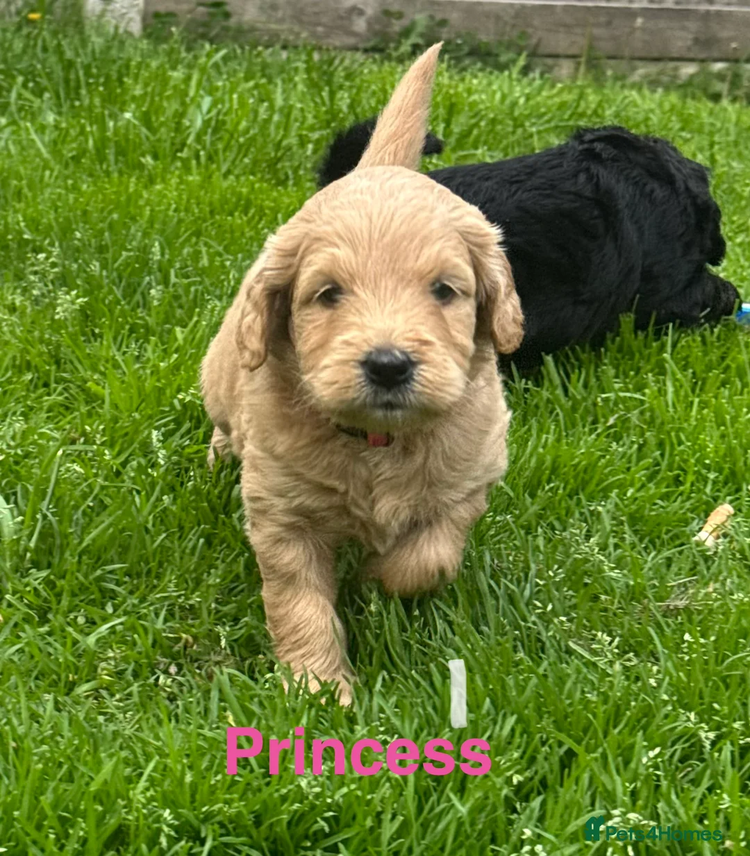 Mini Goldendoodle dogs for sale: F1 Miniature Goldendoodles   - Advert 1
