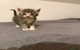 British Longhair cats for sale: beautiful kittens  - Image 9
