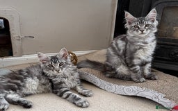 Maine Coon cats for sale: READY TO LEAVE  in Brighouse - Image 1