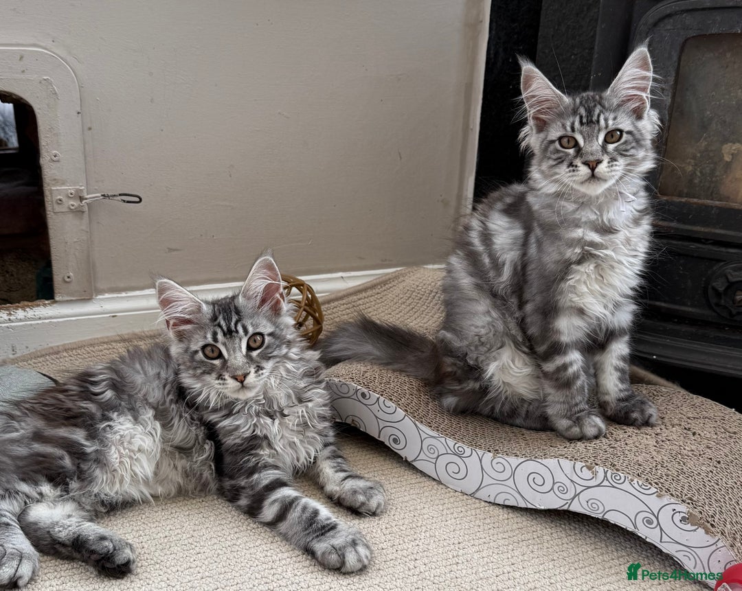 Maine Coon cats for sale: READY TO LEAVE  in Brighouse - Image 1