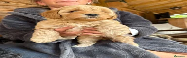 Shihpoo 4