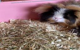 Guinea Pig rodents for sale: 2 Gorgeous Long Hair Male Guinea Pigs - Image 2