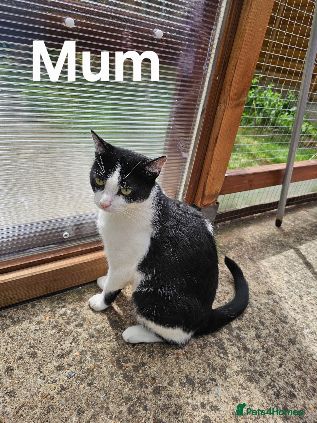 British Shorthair cats for sale: 2 boys / 1 girl / mum available - Image 4