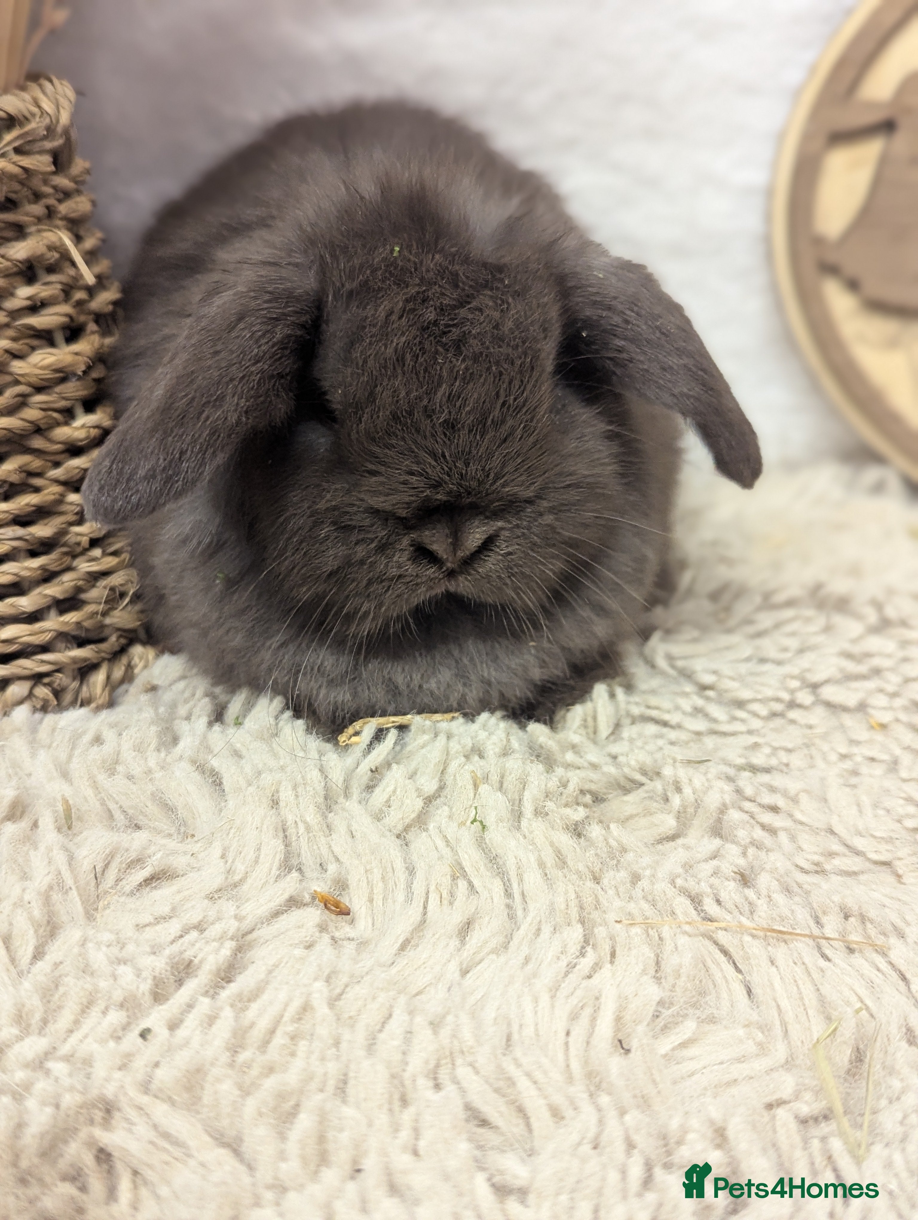 Mini Lop rabbits Mini lops - Advert 7