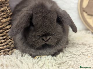 Mini Lop rabbits Mini lops - Advert 7