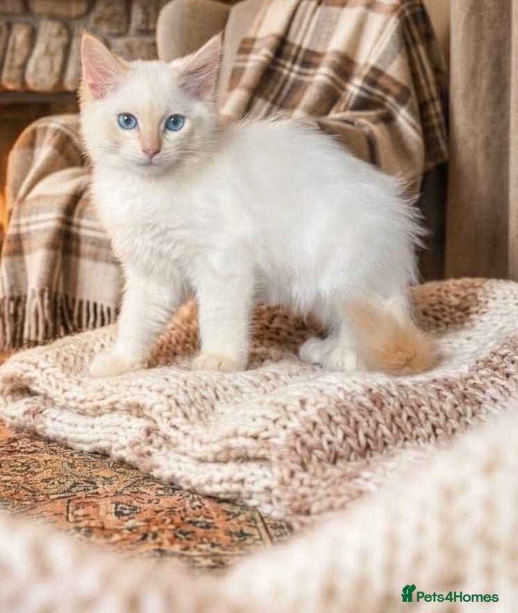 Ragdoll cats Ragdoll kittens  - Advert 5
