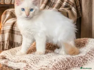 Ragdoll cats Ragdoll kittens - Advert 5