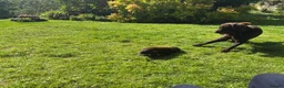 Flat coated Retriever dogs for sale: Gorgeous liver and black Flatcoat Retrievers - Advert 14