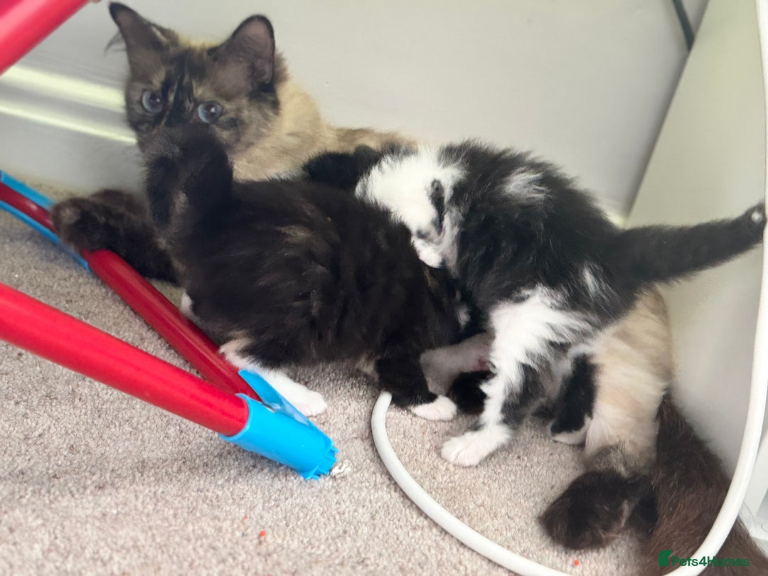 Ragdoll cats for sale: Female half ragdoll  - Image 4