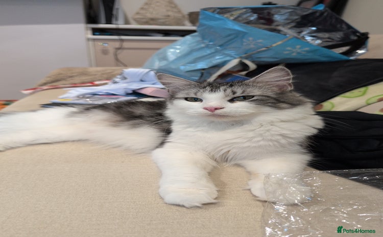 Maine Coon cats for sale in Manningtree - Advert 1