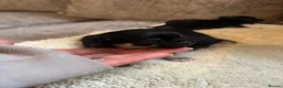 Chihuahua dogs for sale: Chihuahua puppy’s  - Advert 11