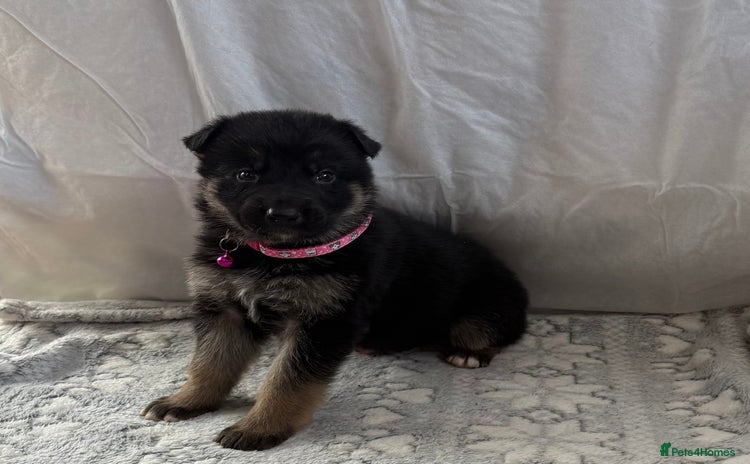 German Shepherd dogs KC Registered & Bred From Health Tested Parents  - Advert 1