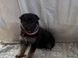 German Shepherd dogs KC Registered & Bred From Health Tested Parents - Advert 5