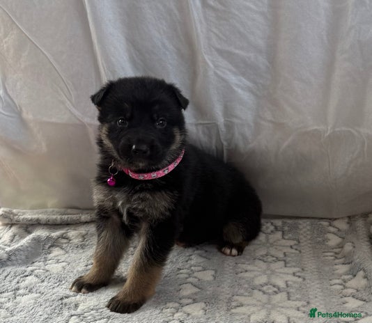 German Shepherd dogs KC Registered & Bred From Health Tested Parents - Advert 1