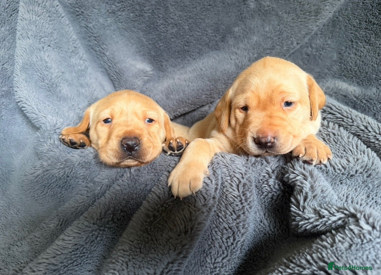 Labrador Retriever dogs 4 gorgeous working labradors for sale  - Advert 6