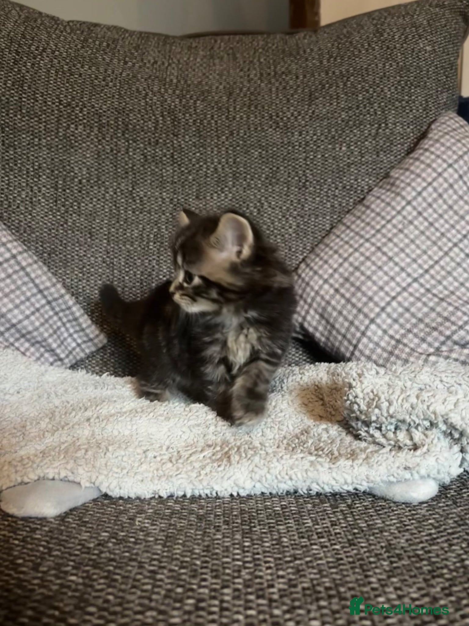 British Longhair cats for sale: Luna’s beautiful British longhair kittens 🐾🥰 in Bury Saint Edmunds - Advert 7