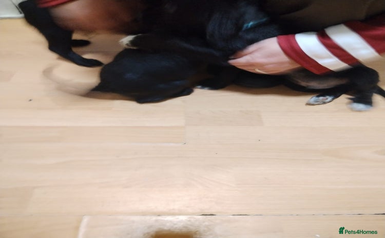 Cocker Spaniel dogs 3 kc reg cocker spaniels  - Advert 1