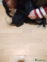 Cocker Spaniel dogs 3 stunning kc reg cocker spaniels left - Advert 3