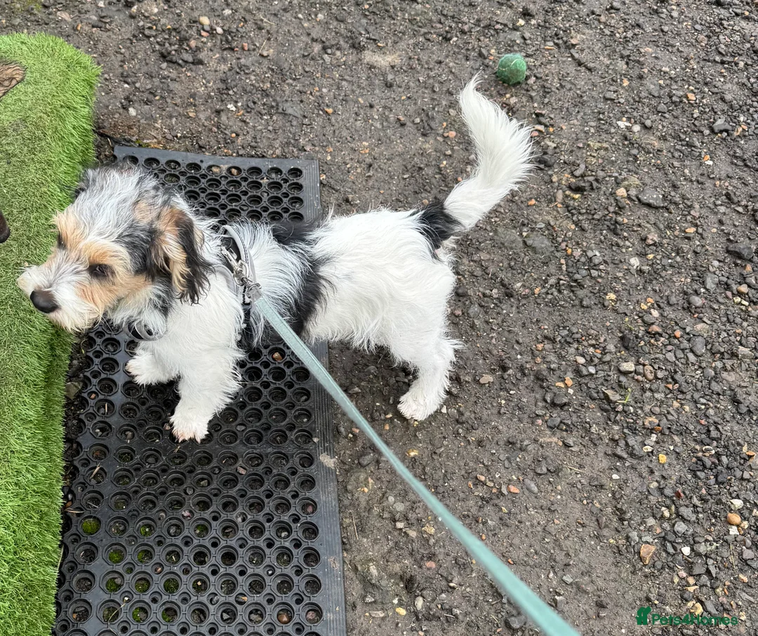 Jack Russell dogs for sale: Jack Russell  x Shitzu puppies  - Advert 2