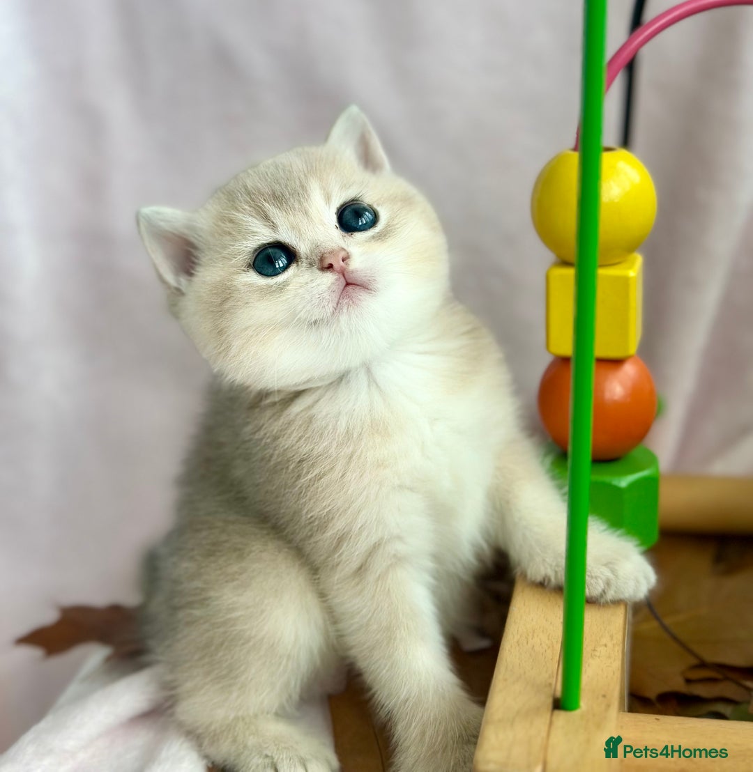 British Shorthair cats for sale: British Shorthair Golden kitten GCCF - Image 17
