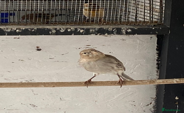 Canaries birds - Advert 5