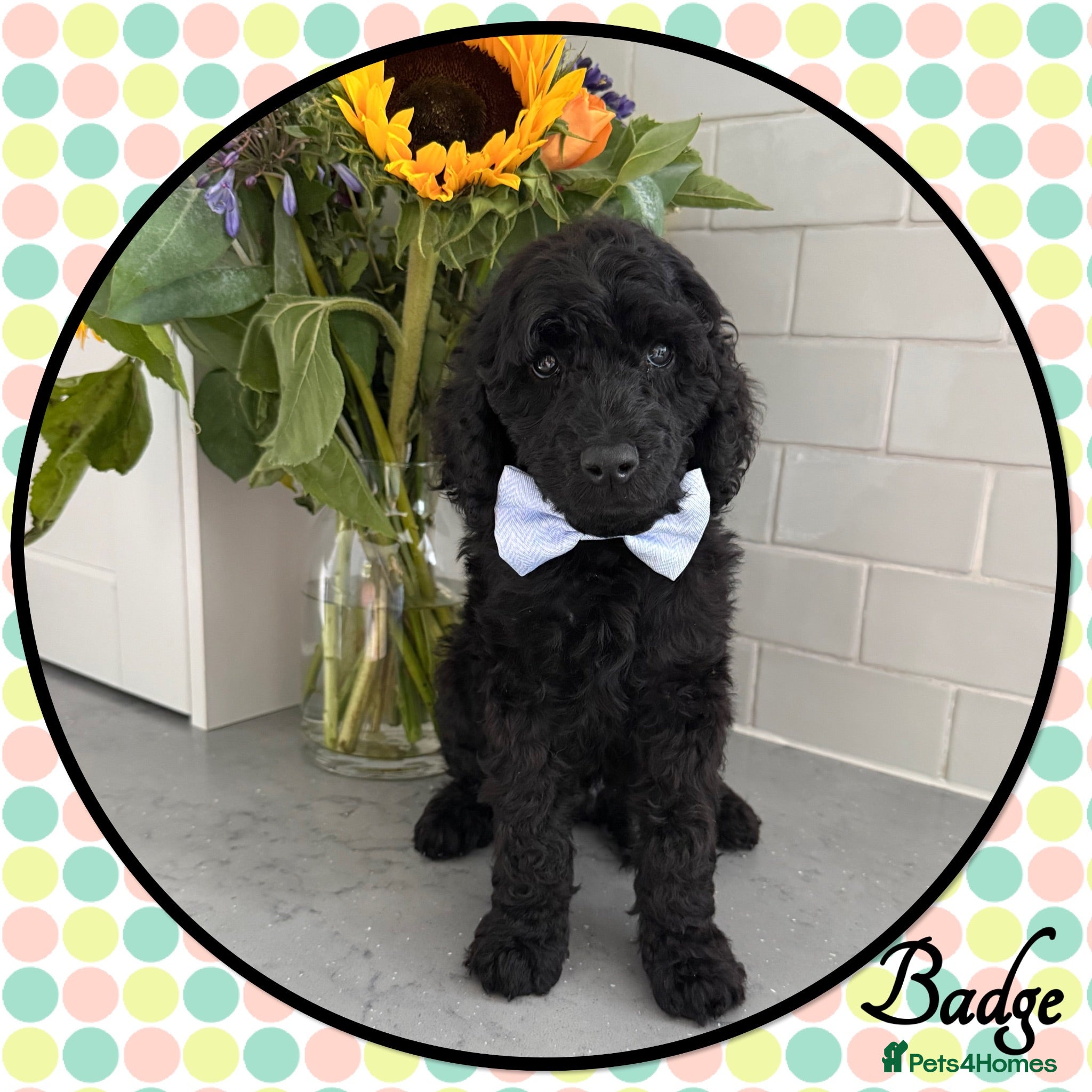 Labradoodle dogs 💐CAN STAY FOR HOLIDAYS💐RARE OPPORTUNITY💐 - Advert 1