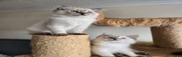 Ragdoll cats for sale: Gorgeous seal tabby male Ragdoll kittens  - Advert 3