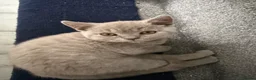 British Shorthair cats for sale: Beautiful British Shorthair Kittens - Advert 5