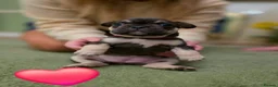 French Bulldog dogs for sale: French Bulldog Puppies in Swadlincote - Advert 2