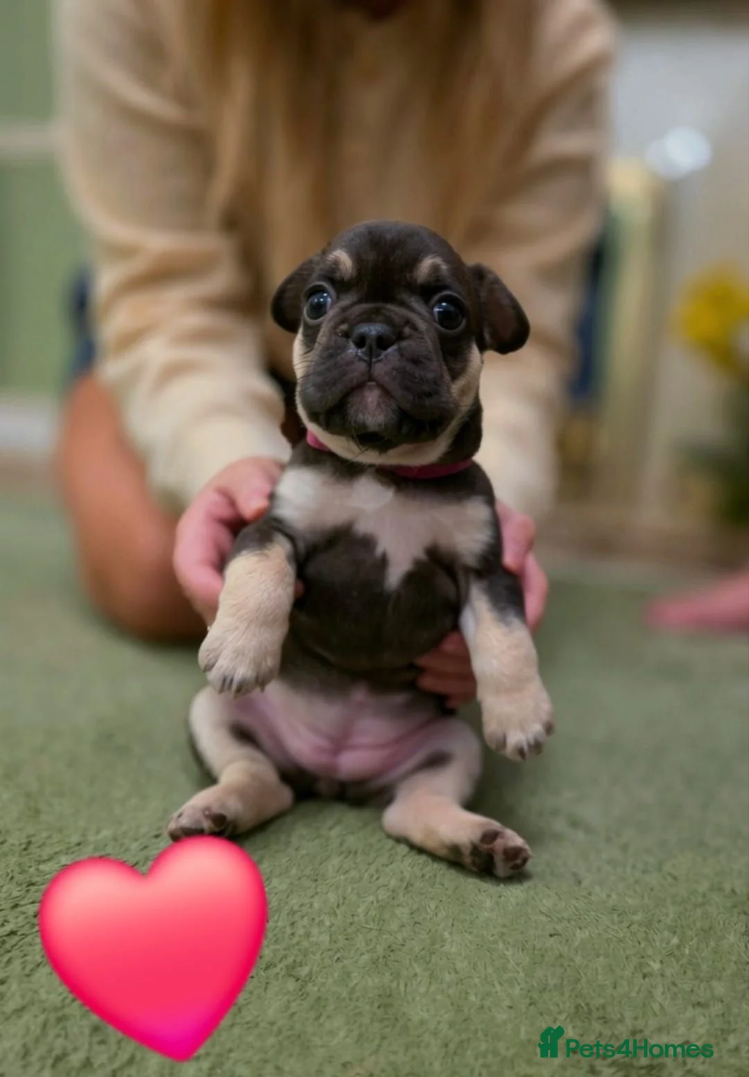 French Bulldog dogs for sale: French Bulldog Puppies in Swadlincote - Advert 2