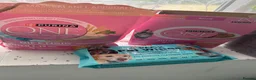 Bengal cats for sale: Snow Bengal with accessories  - Advert 15