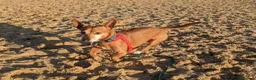 Jack Russell dogs for adoption: Chico - Watton Norfolk  in Thetford - Advert 18