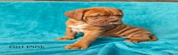 Dogue De Bordeaux dogs for sale: 9 Stunning bundles of joy - Advert 11