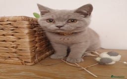 Mixed Breed cats for sale: Bsh kitten and Persian cat  in Manchester - Image 3