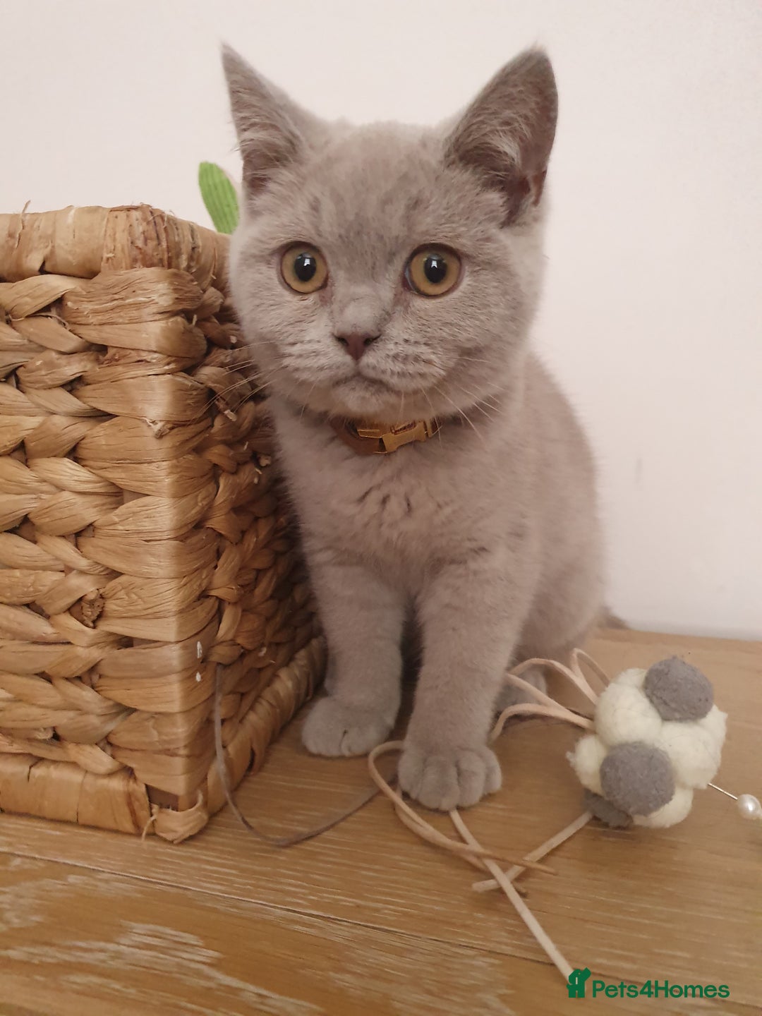 Mixed Breed cats for sale: Bsh kitten and Persian cat  in Manchester - Image 3