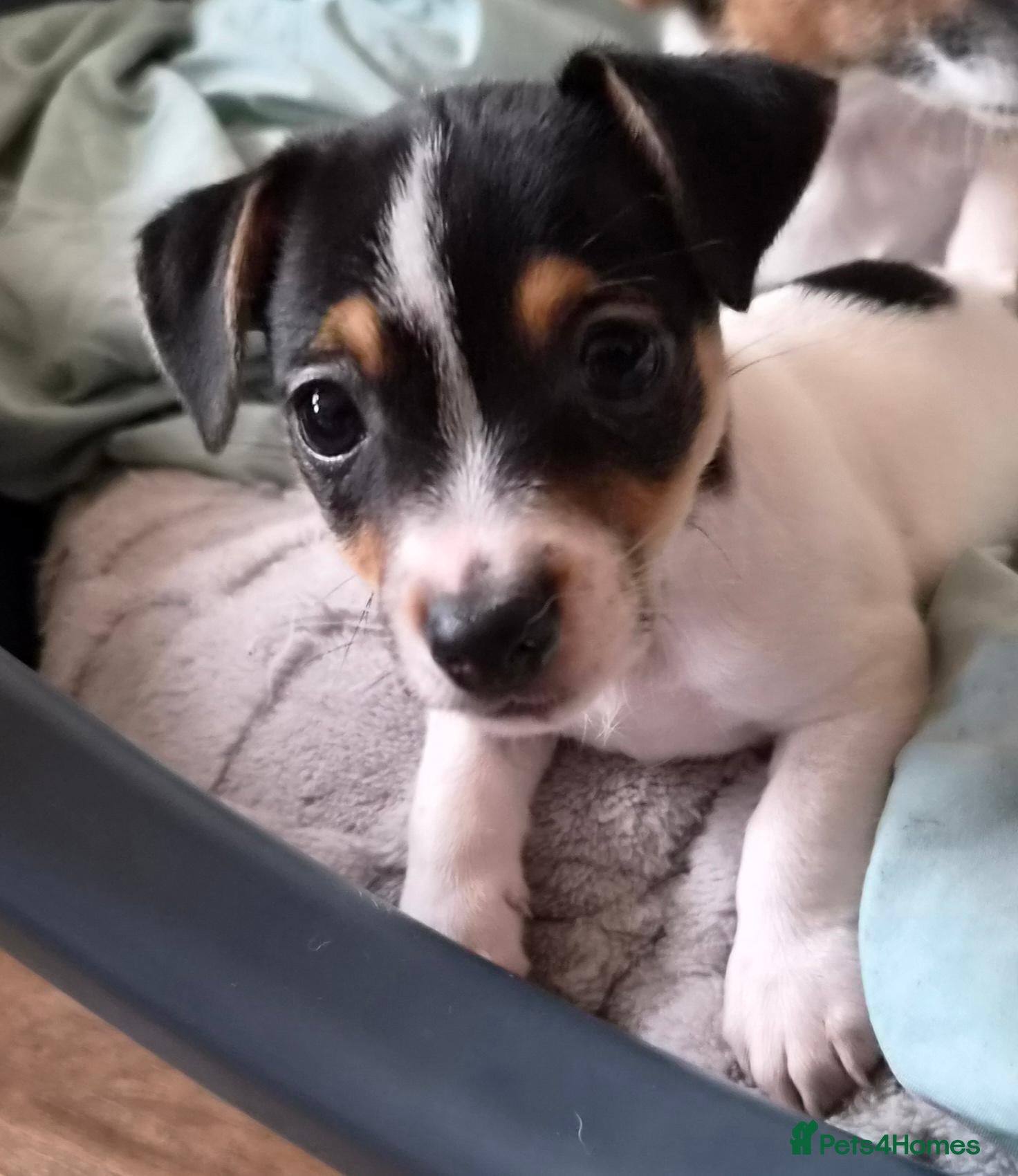 Jack Russell dogs  jack Russell puppies for sale - Advert 12