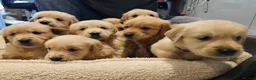 Golden Retriever dogs for sale: Golden retriever champion bloodline puppies. - Advert 8