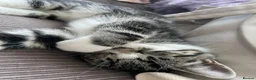 Mixed Breed cats for sale: Kittens for sale in Feltham - Advert 12
