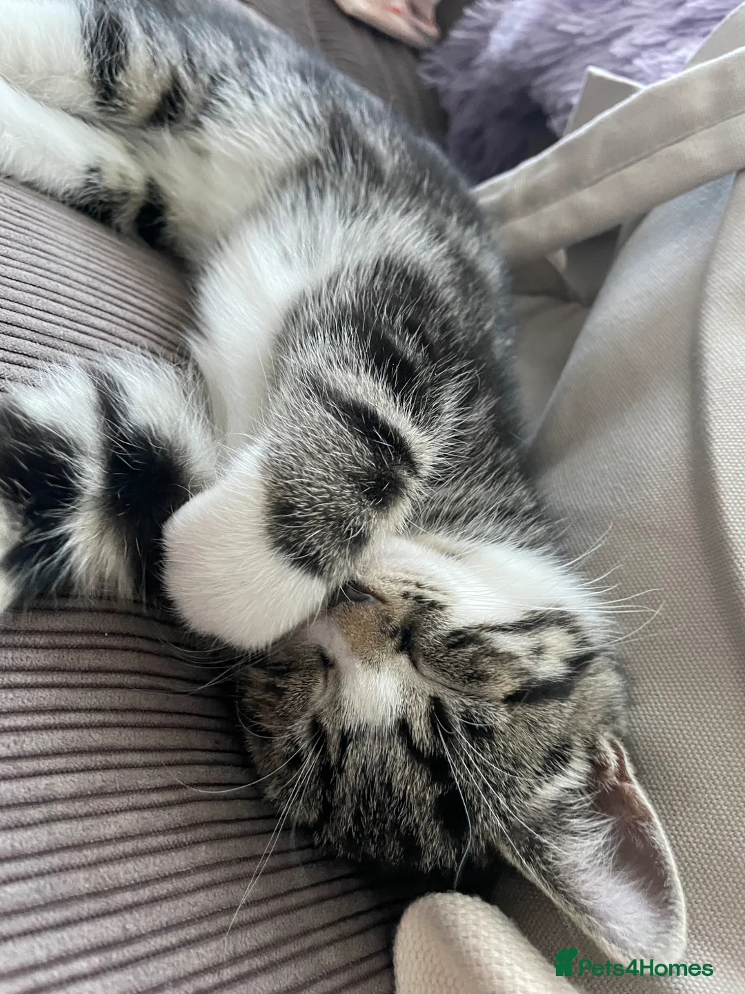 Mixed Breed cats for sale: Kittens for sale in Feltham - Advert 12
