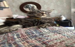 Maine Coon cats for sale: Stunning mainecoons  - Image 22