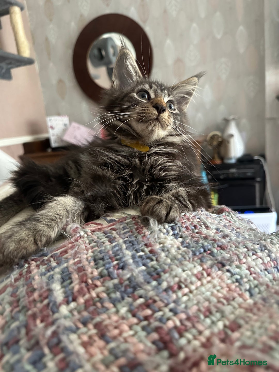 Maine Coon cats for sale: Stunning mainecoons  - Image 22
