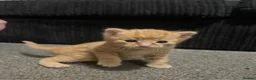 Mixed Breed cats for sale: 🐾 Adorable Kittens Looking for Loving Homes 🐾 in Milton Keynes - Advert 9
