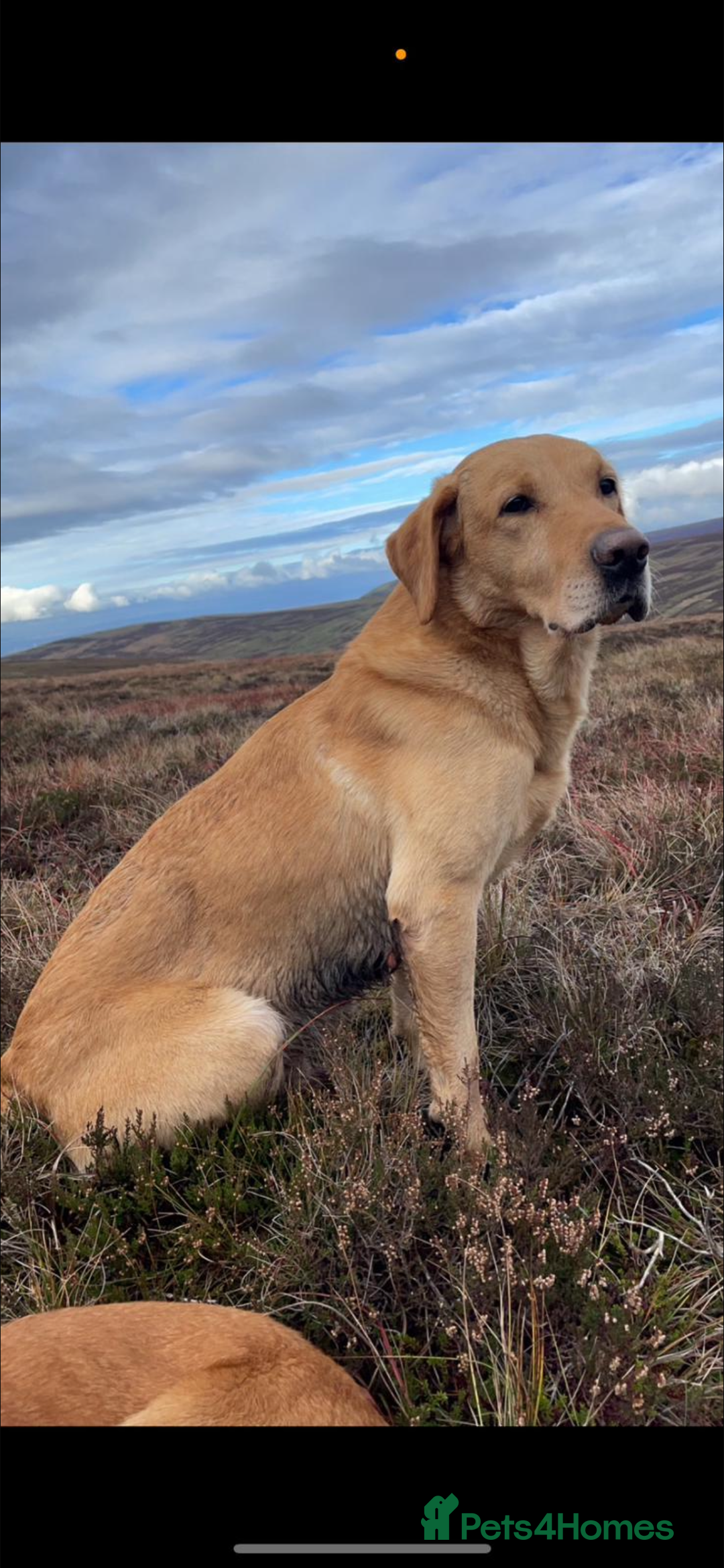 Mixed Breed dogs for sale: 3/4 Labrador 1/4 German wired hair pointer  - Image 15