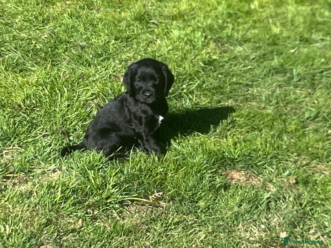 Cocker Spaniel dogs for sale: Beautiful show cocker GIRLs - Image 12