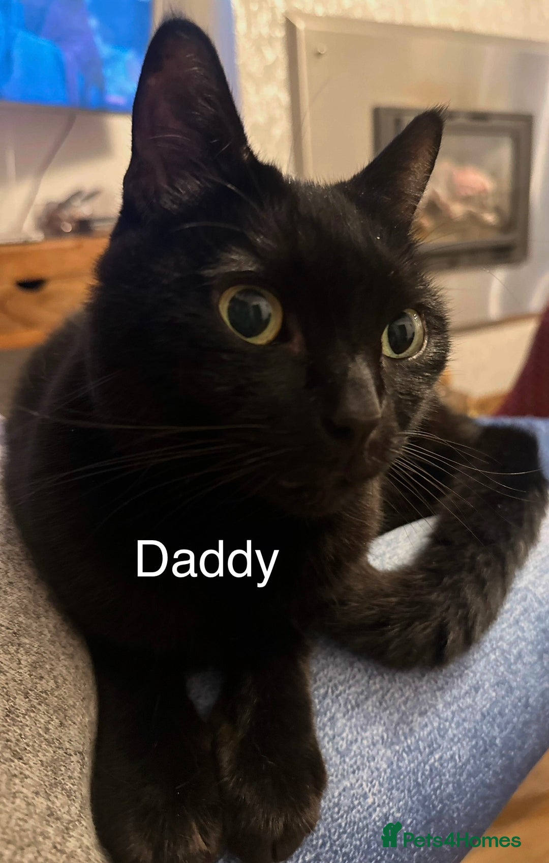 Bombay cats for sale: We have four cats for sale🐈‍⬛ - Image 9